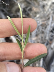 Leptospermum brachyandrum
