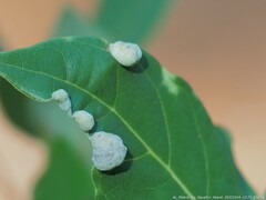 Persea borbonia