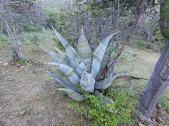 Agave marmorata