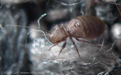 Lepinotus