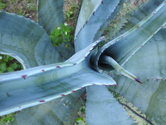 Agave marmorata