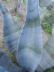 Agave marmorata