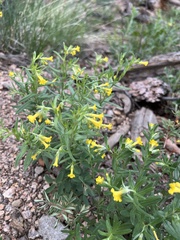 Lithospermum