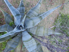 Agave marmorata