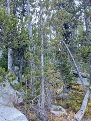 Pinus albicaulis