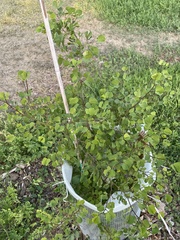 Bauhinia lunarioides