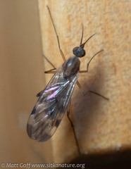 Sylvicola fenestralis