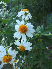 Montanoa grandiflora