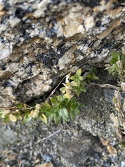 Caryophyllaceae