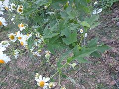 Montanoa grandiflora