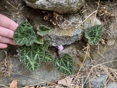Cyclamen graecum