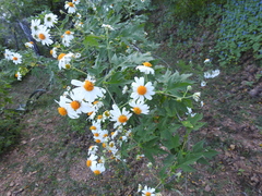 Montanoa grandiflora