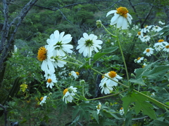 Montanoa grandiflora