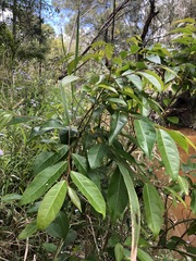 Glochidion ferdinandi