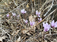 Cyclamen graecum