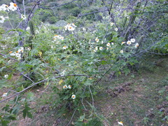 Montanoa grandiflora