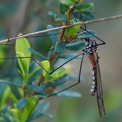 Ischnotoma rubriventris