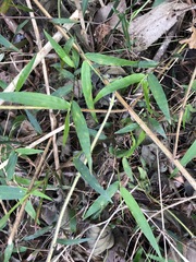 Oplismenus hirtellus