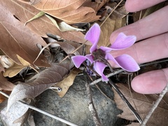 Cyclamen graecum