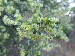 Wimmeria microphylla
