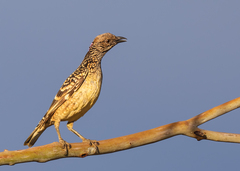 Chlamydera guttata