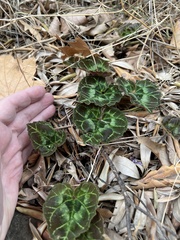 Cyclamen graecum