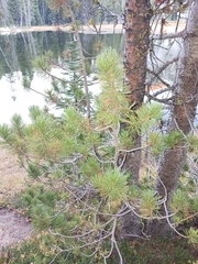 Pinus albicaulis