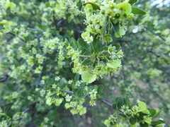 Wimmeria microphylla