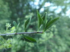 Wimmeria microphylla