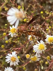 Polistes bellicosus