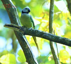 Psittacula columboides