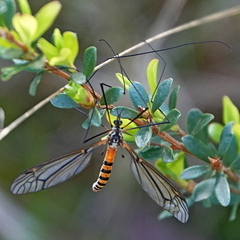 Ischnotoma rubriventris