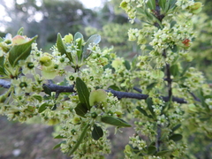 Wimmeria microphylla