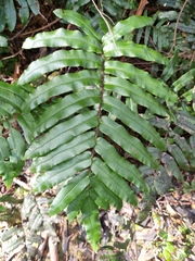 Blechnum wattsii