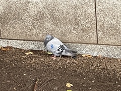 Columba livia domestica