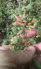 Quercus durata durata