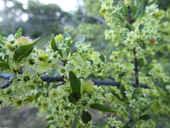 Wimmeria microphylla