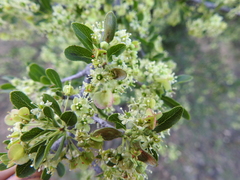 Wimmeria microphylla