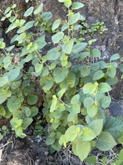 Acalypha californica