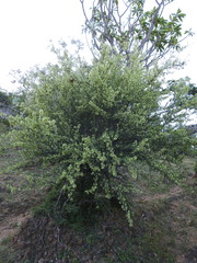 Wimmeria microphylla