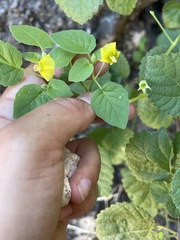 Acalypha californica