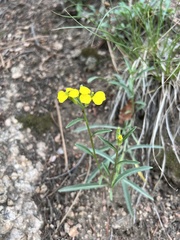 Erysimum capitatum