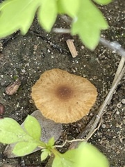 Bolbitiaceae