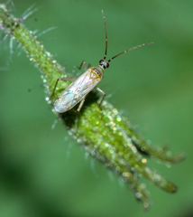 Engytatus modestus