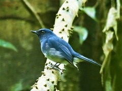 Cyornis pallidipes