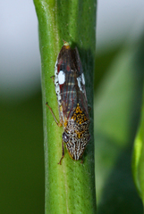 Homalodisca liturata