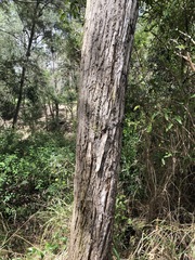 Eucalyptus microcorys