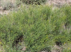Parryella filifolia