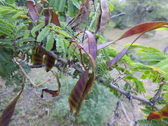 Senegalia macilenta