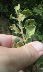 Quercus durata durata